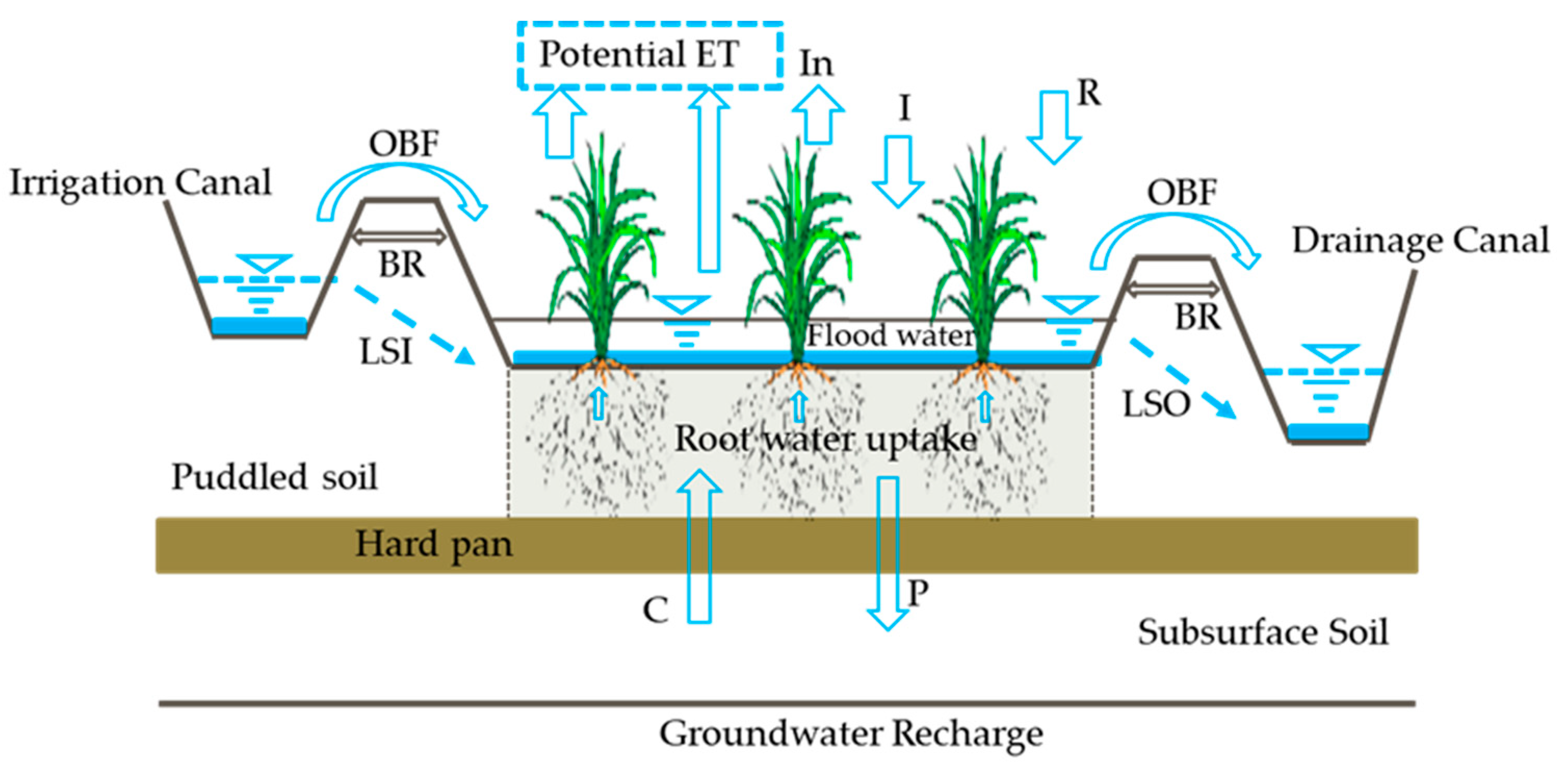 高溫多雨下的水稻 AWD：從試驗到大規模採用的精準門檻、配套與治理